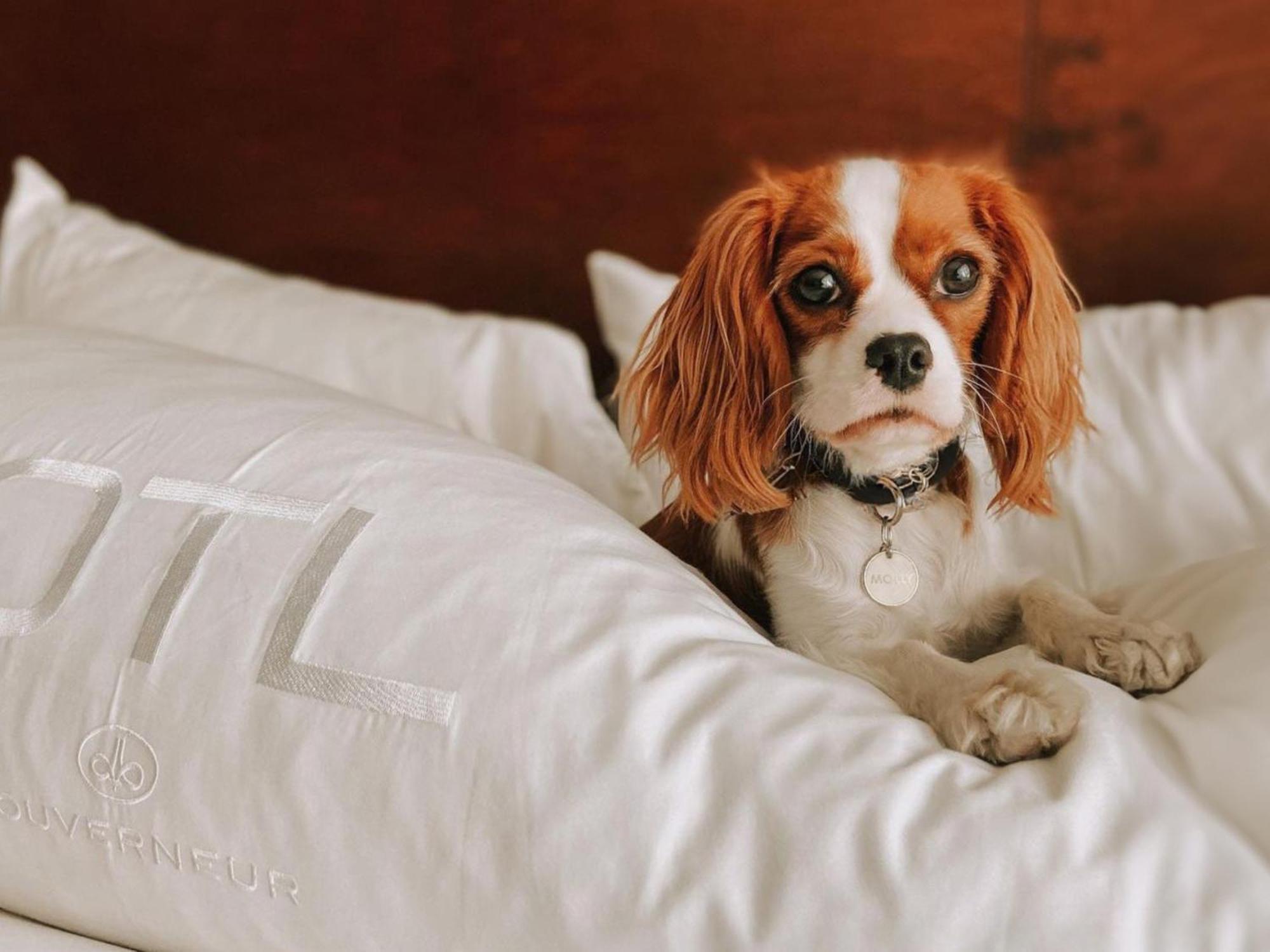 Otl Gouverneur Chicoutimi Kültér fotó A dog on a bed